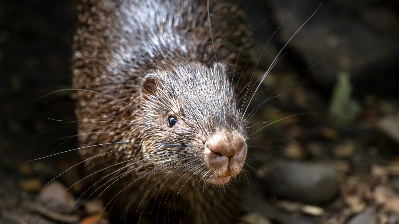 A Philippine porcupine rescued from the illegal wildlife trade.