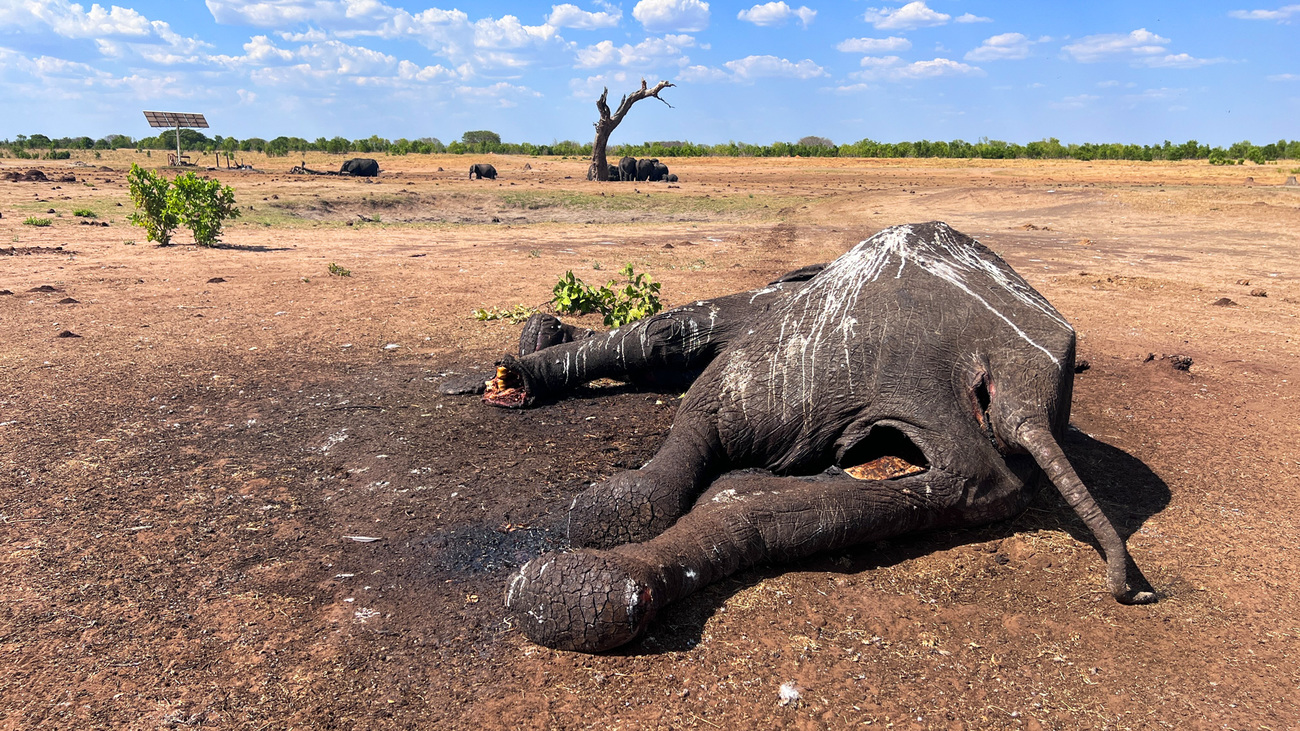 An elephant that died due to drought in Hwange National Park.