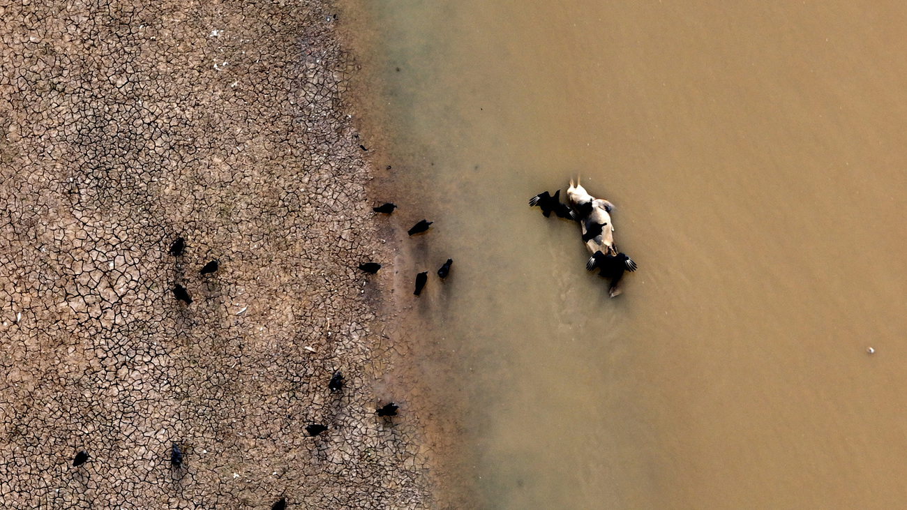 At least 140 endangered dolphins have died and hundreds are still trapped as Lake Tefé in the Amazon rainforest in Brazil suffers from historic drought and high-water temperatures.