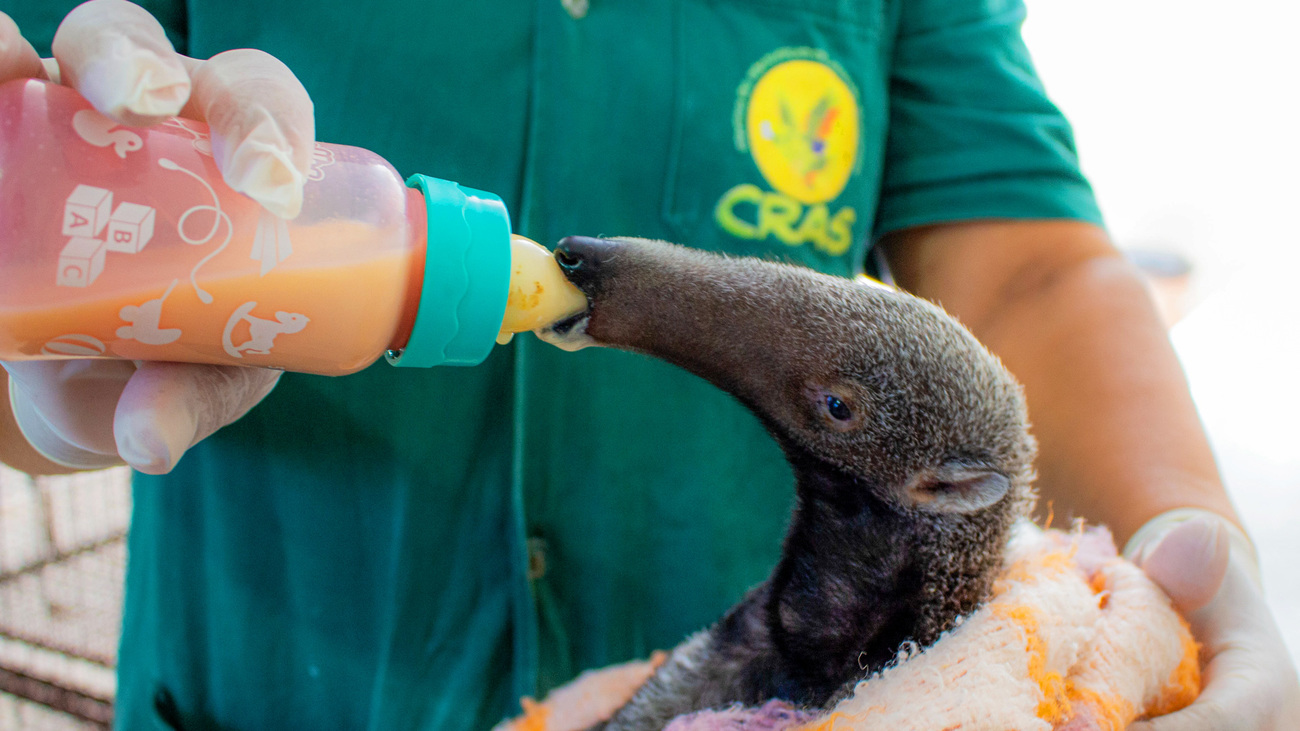 Venus the giant anteater drinks from a bottle in rehab