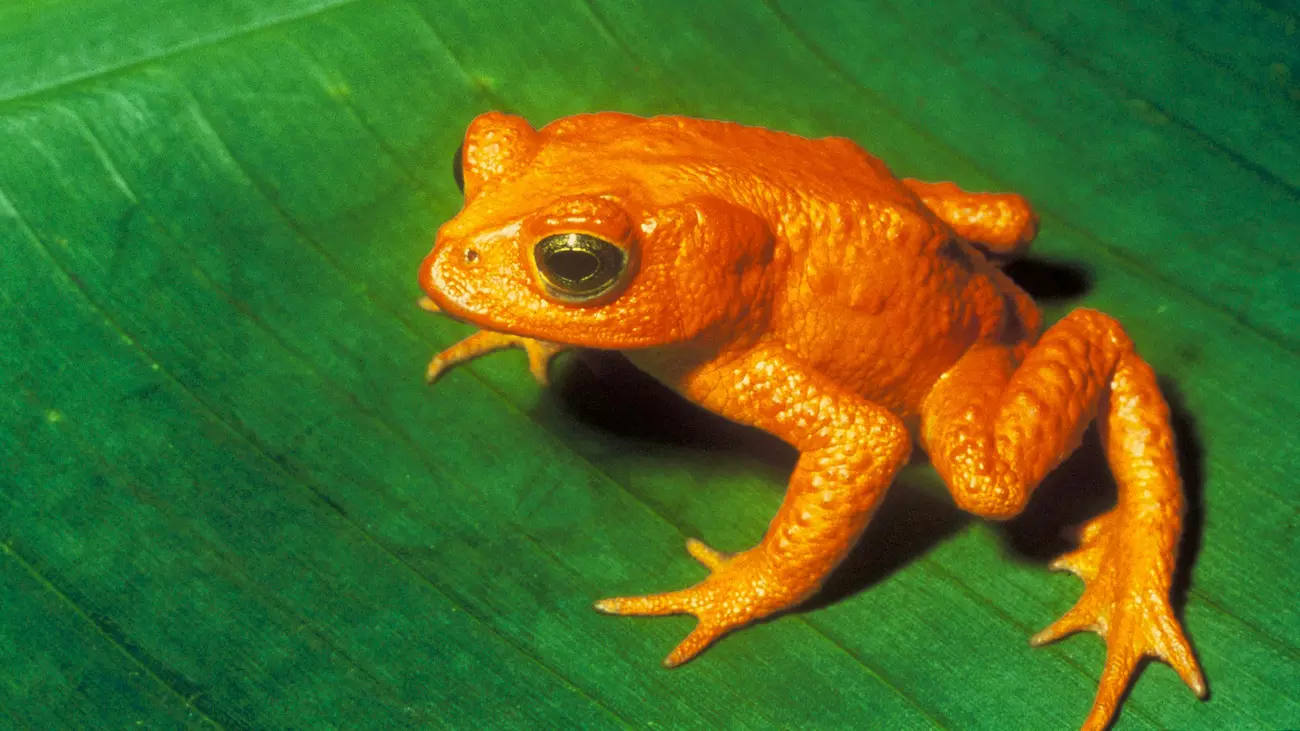 A golden toad.