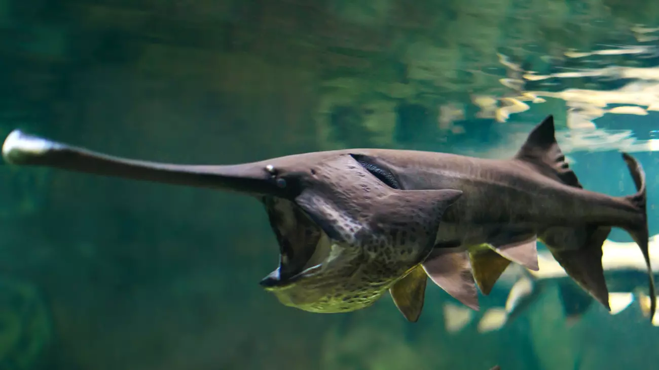 Chinese paddlefish swims with open mouth.
