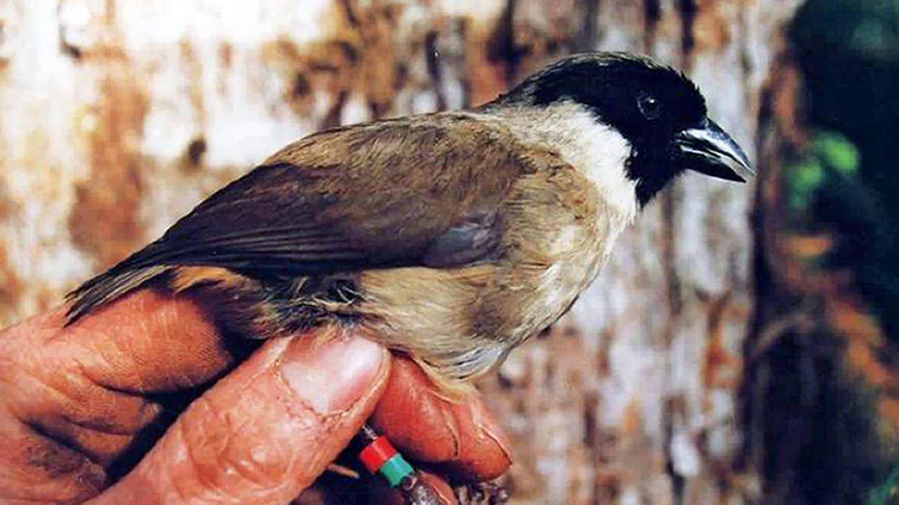 Po’ouli, also known as the black-faced honeycreeper, an extinct species.