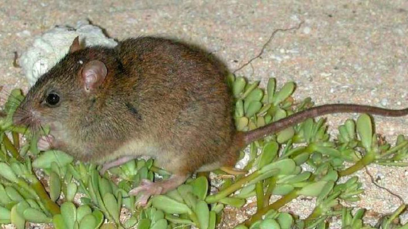 Bramble Cay melomys.