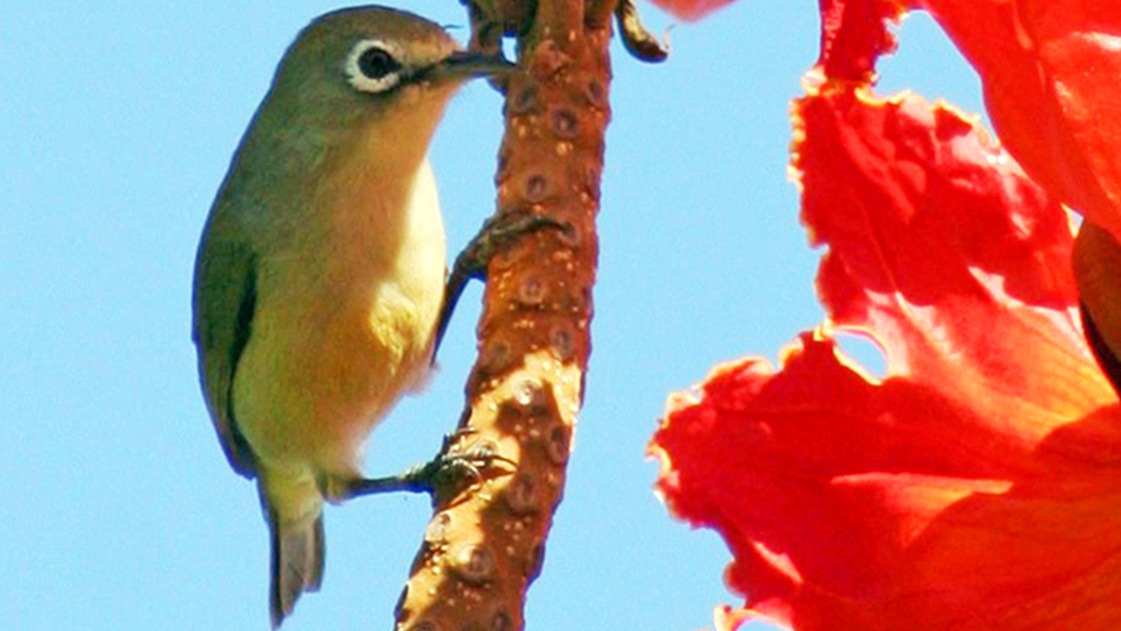 Bridled white-eye.