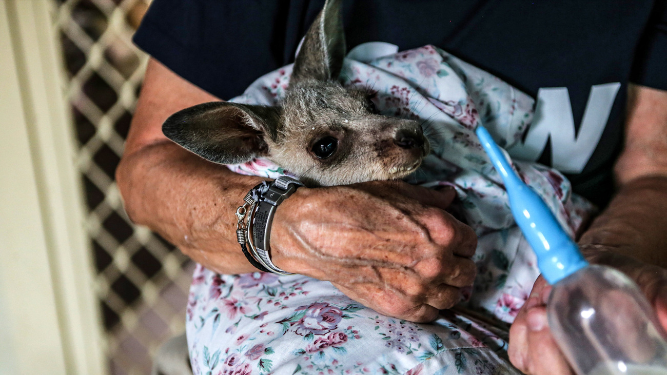 IFAW responder Diane Treadwell bottle-feeding formula to a joey in rehabilitation after being rescued from Australian bushfires.