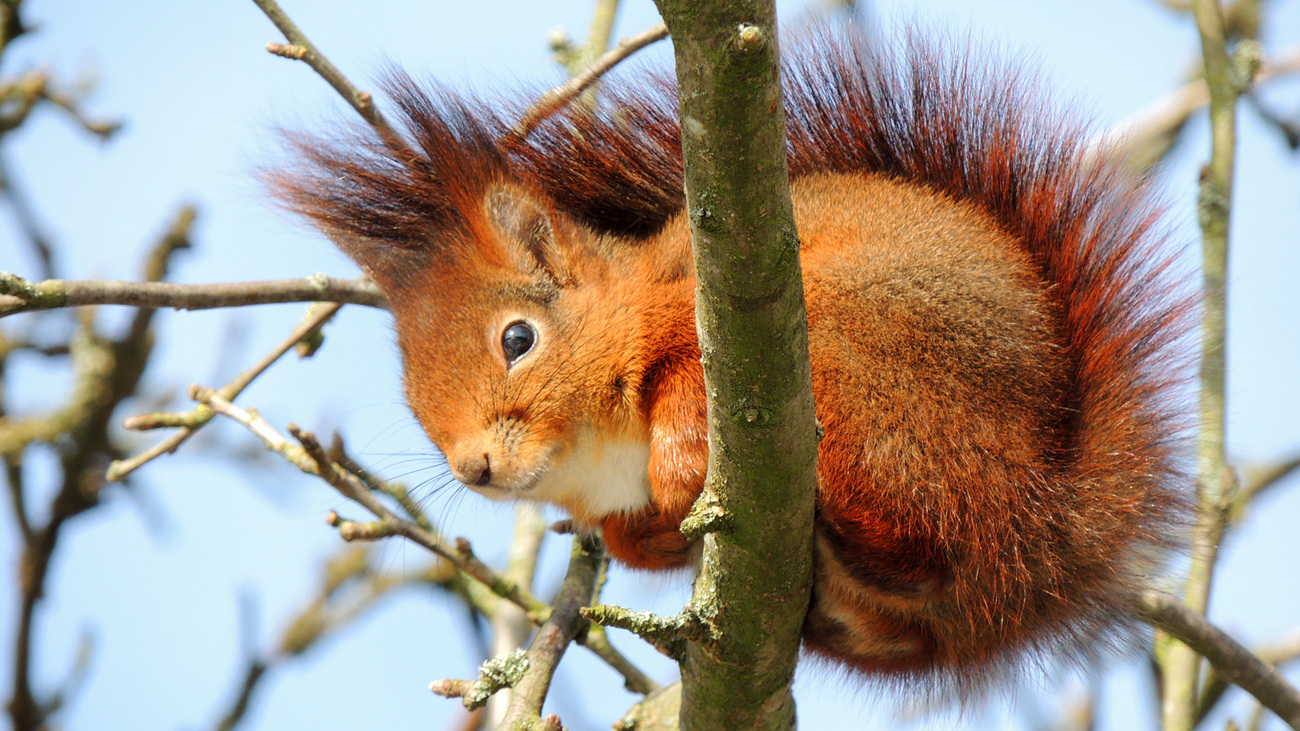 A wild Eurasian red squirrel sits in a tree.