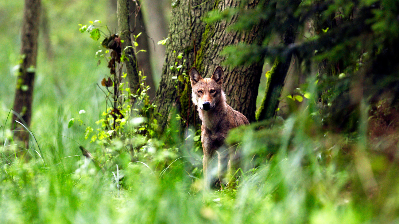 Een wolf in de bossen van Europa.