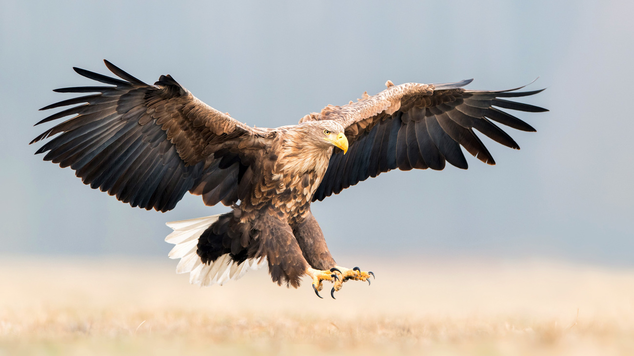 White-tailed eagle in flight.