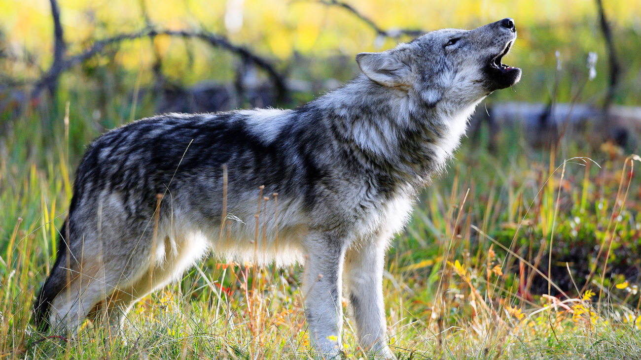 A wild grey wolf pup howling in a small meadow.