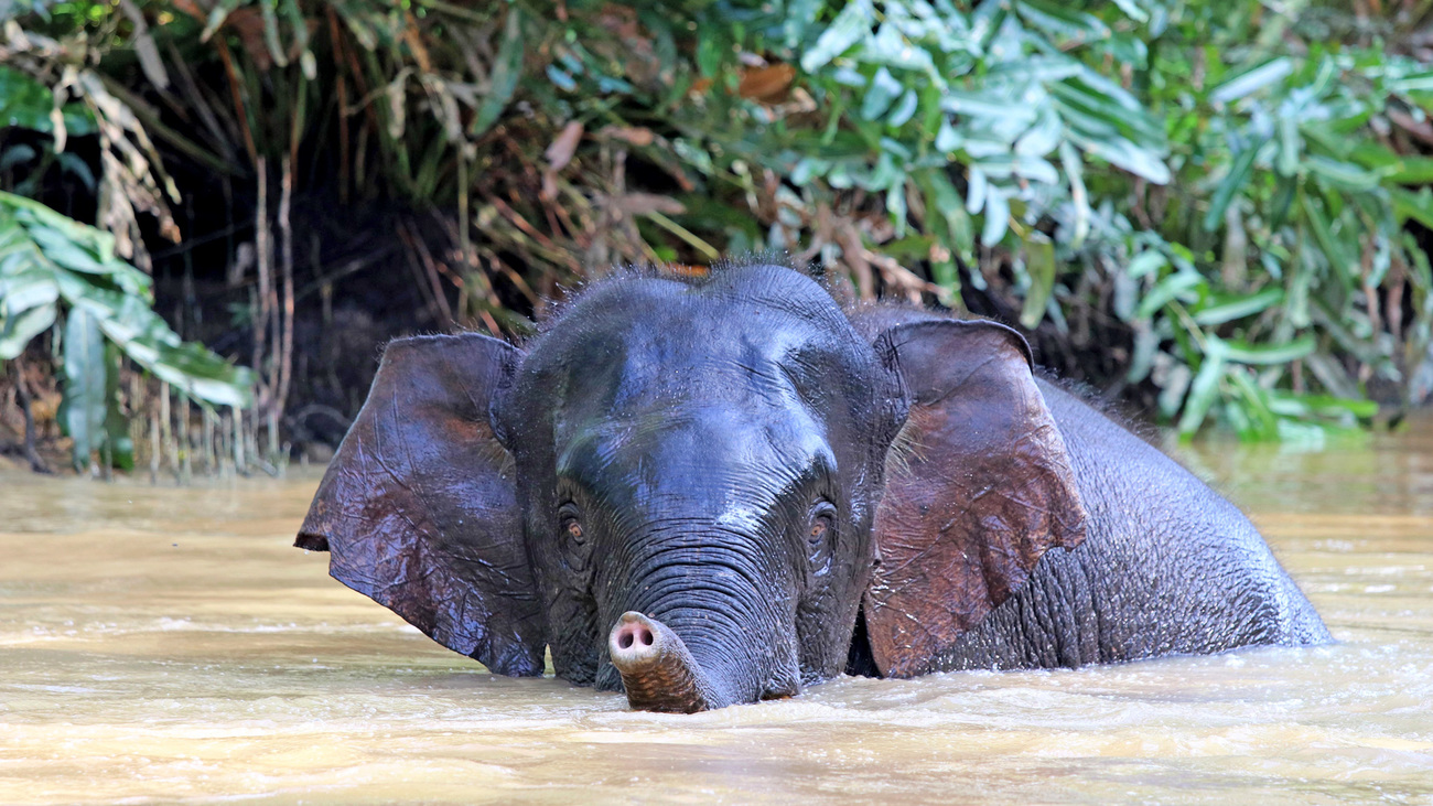 A Borneo elephant bathing in the water.