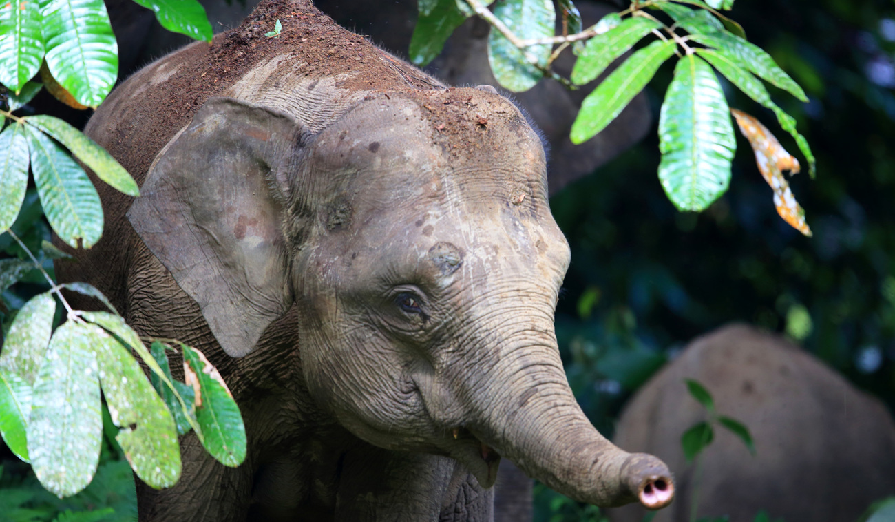 A Borneo elephant.