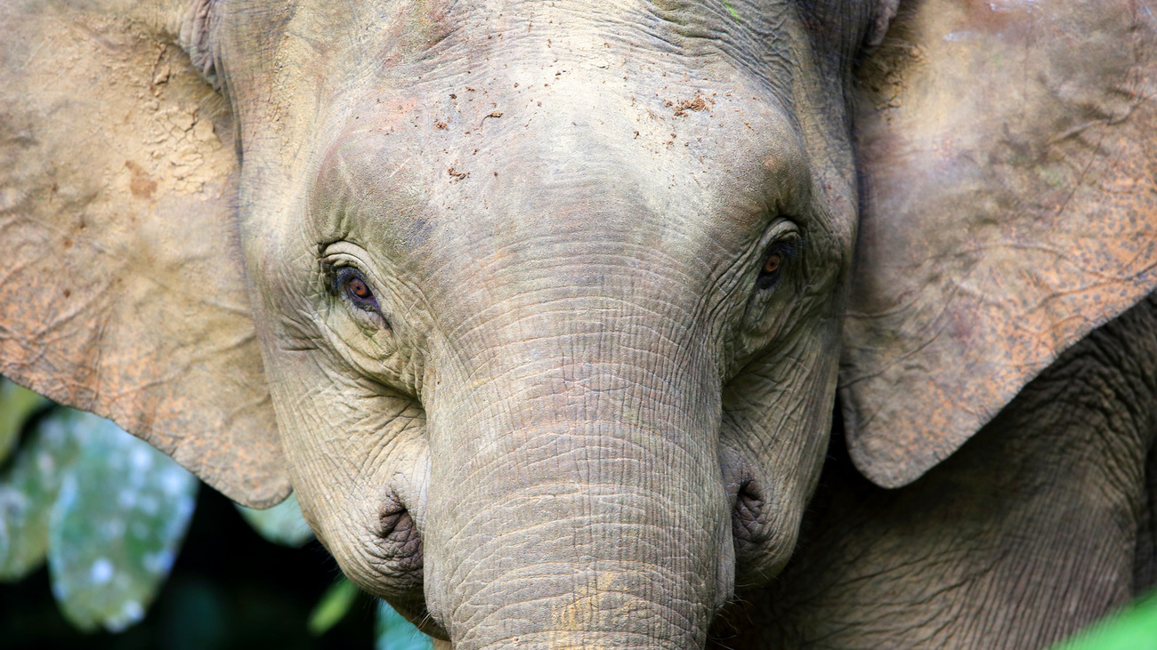 Close-up of a Borneo elephant.