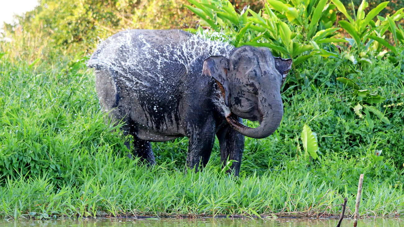 A Borneo elephant sprays themselves with water.