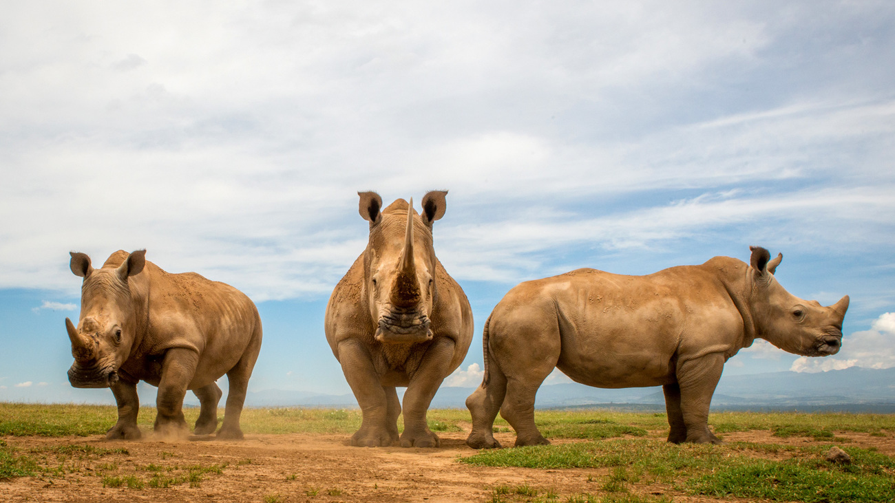 Three white rhinos standing together in the savannah, Laikipia, Kenya.