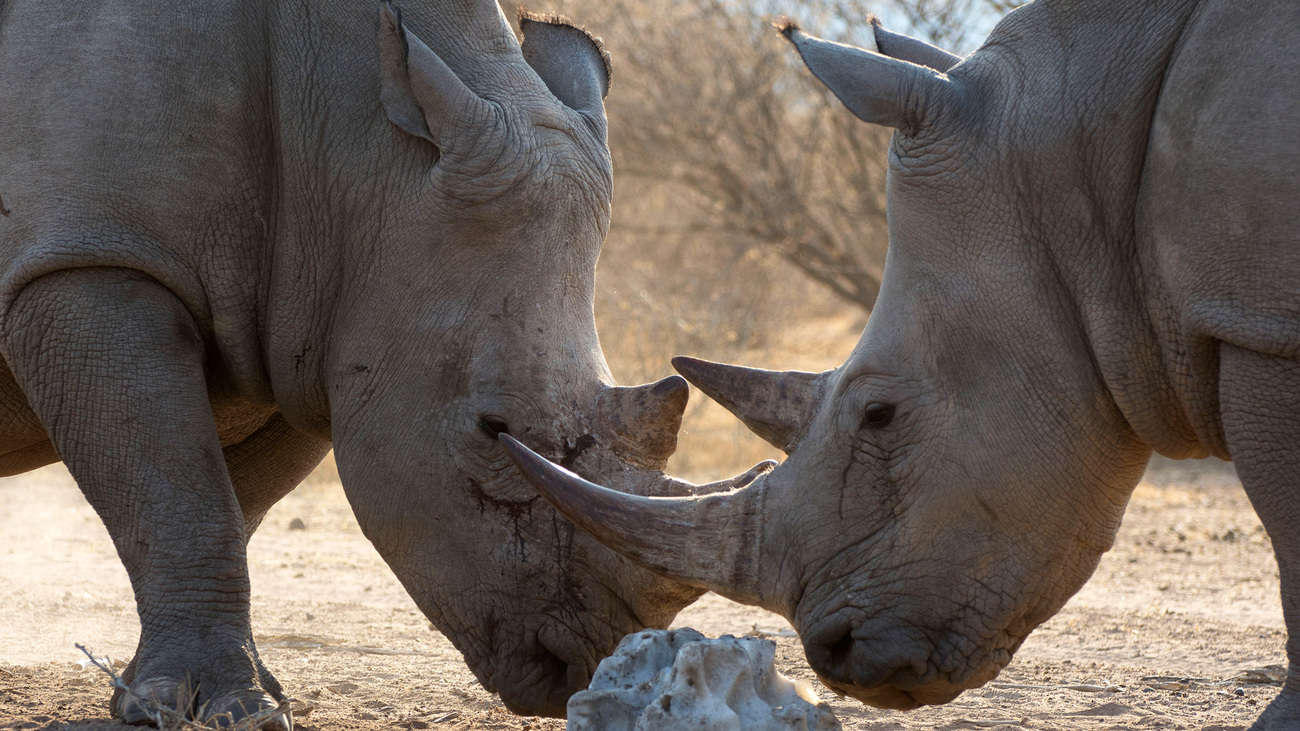 Two white rhinos smelling a bone.