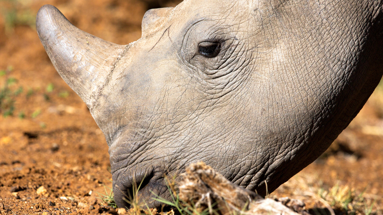 Close-up of a grazing white rhino, Pilanesberg National Park, South Africa.