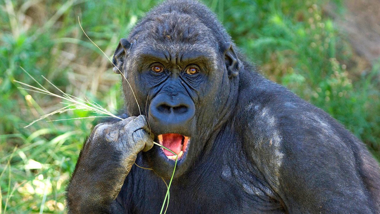 Western lowland gorilla eating grass.