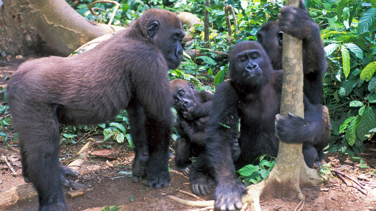 A small group of western lowland gorillas playing in the forest.