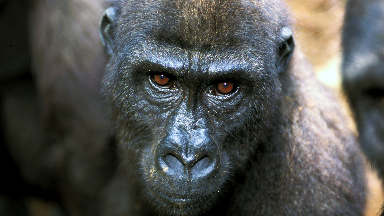 Close- up of a western lowland gorilla.