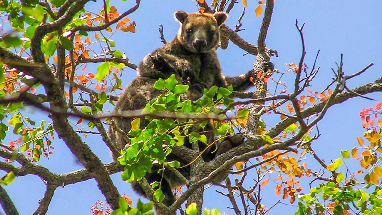 Bennett’s tree kangaroo perched up high in Queensland, Australia.