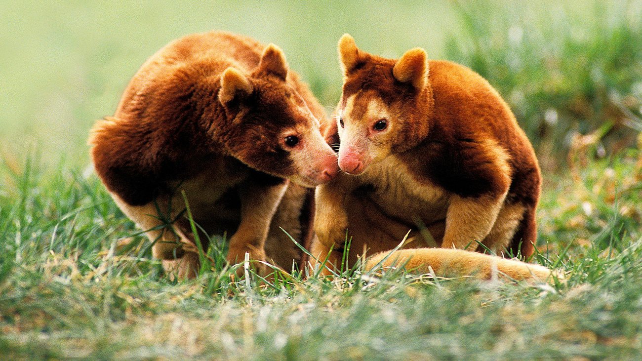 A pair of Matschie's tree kangaroos together in the grass.