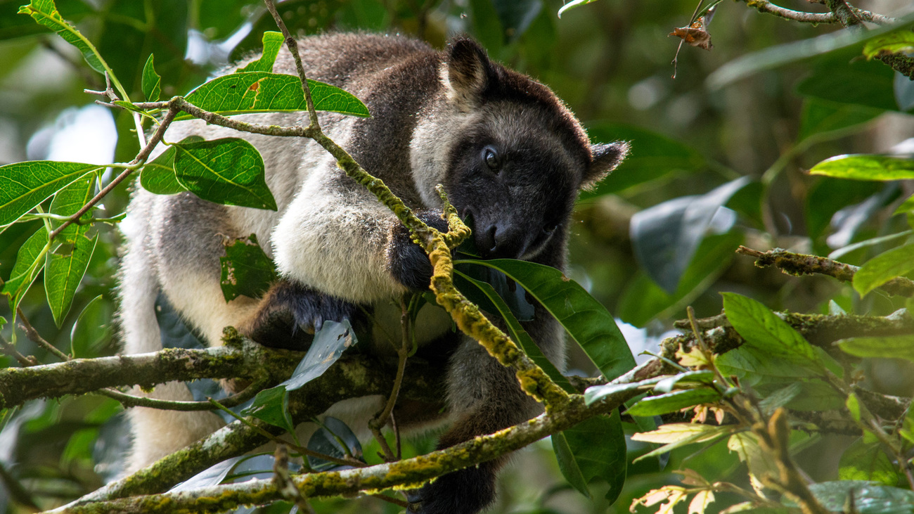 A Lumholtz’s tree kangaroo sits on a branch eating leaves.