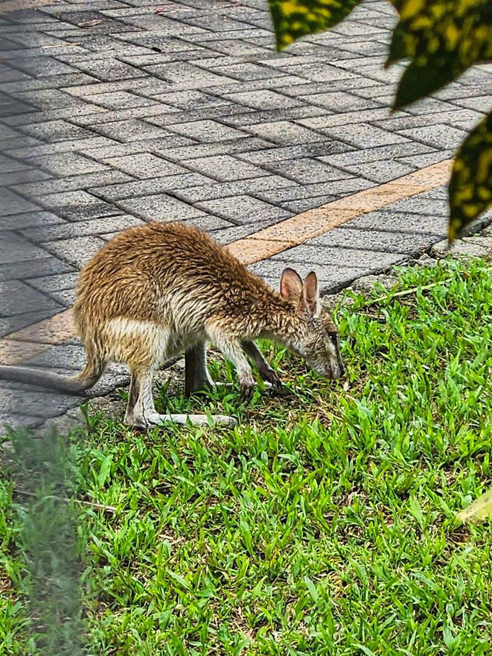 A wallaby rescued by The Agile Project - Wildlife Rescue after Cyclone Jasper made landfall in Queensland. 