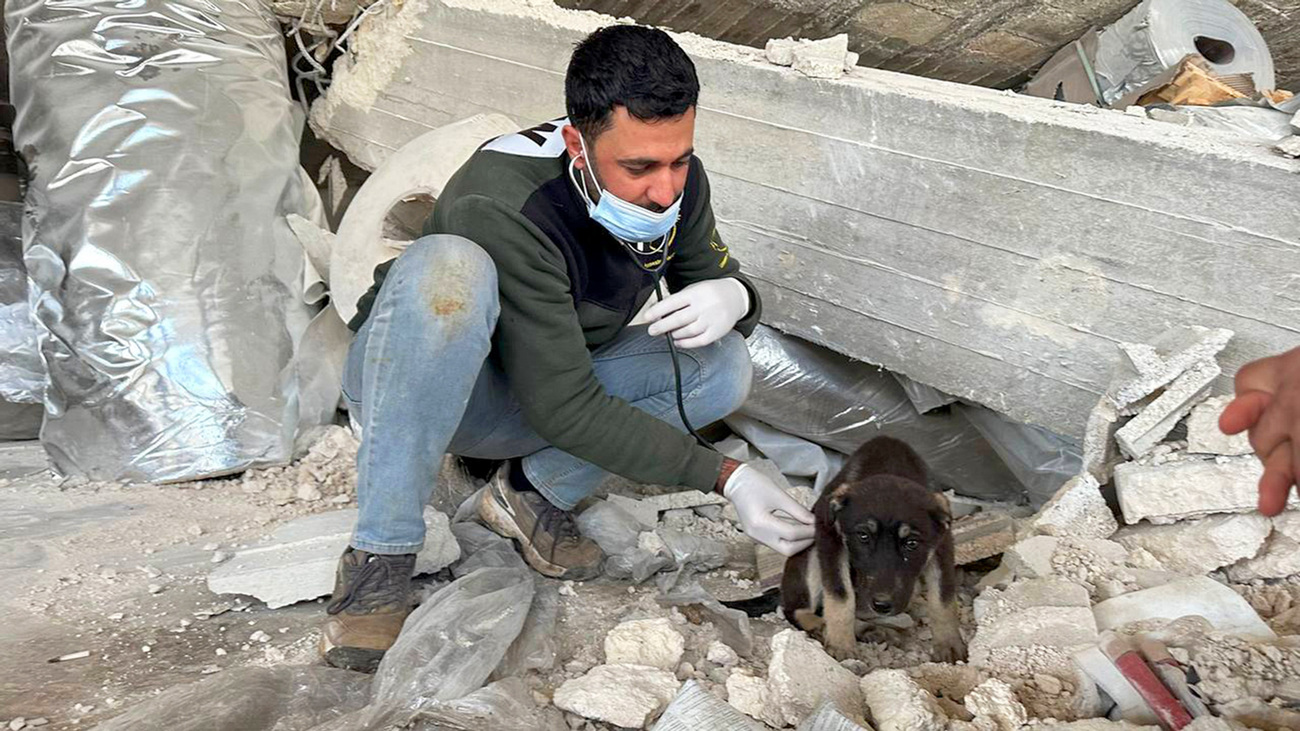 House of Cats Ernesto veterinarian Ahmad Al-Yousef examines a puppy rescued from the rubble in the aftermath of the February 2023 earthquakes in northern Syria.