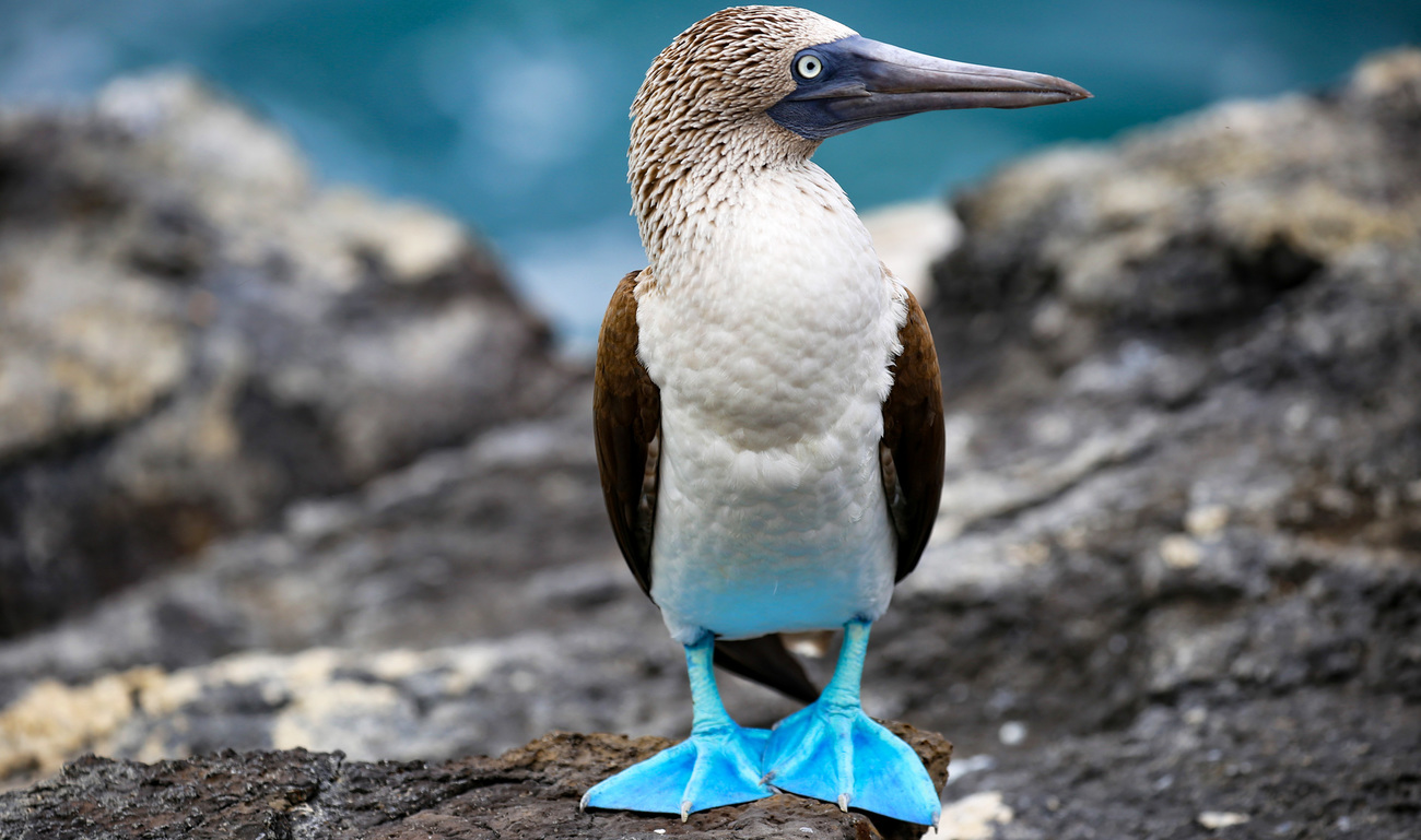 A blue-footed booby in the Galápagos Islands, Ecuador.