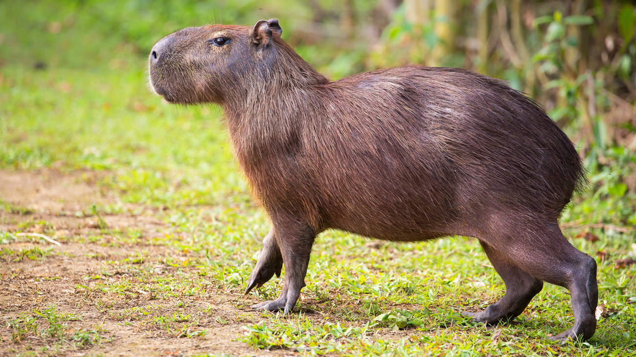 A capybara walking on land in the Pantanal, Brazil.