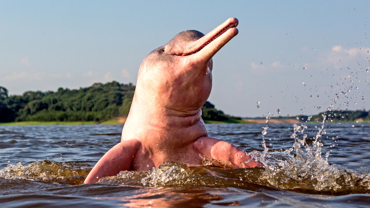 An Amazon river dolphin breaching out of the water in Rio Negro tributary.