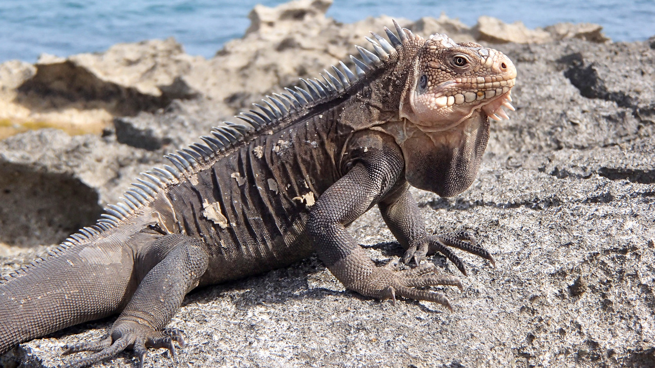 A marine iguana blends into a rock.