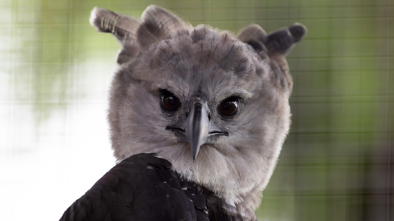 A harpy eagle rescued from the illegal wildlife trade in Guyana.