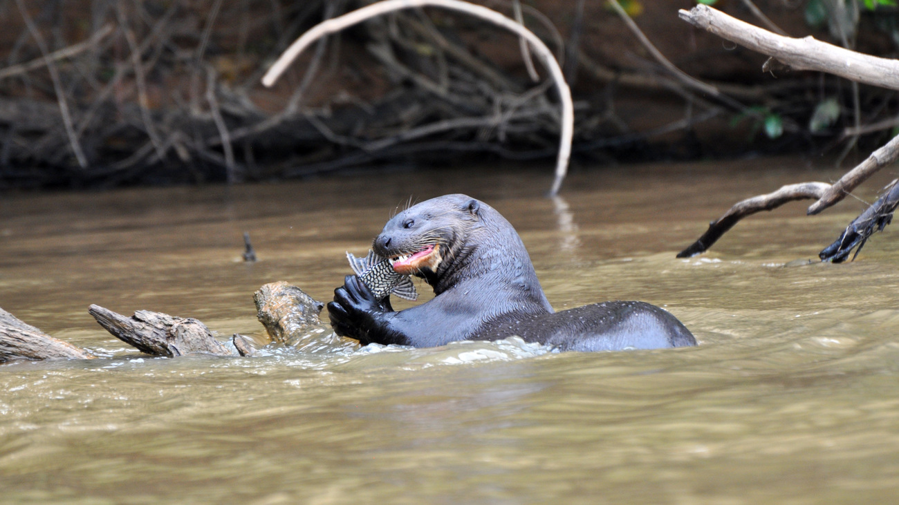 A giant river otter snacks on a spiny fish in the rivers of Brazil.