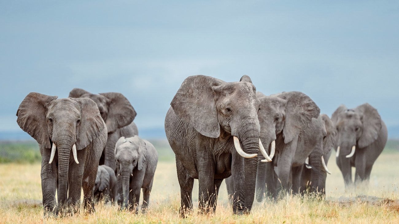 A herd of elephants in Amboseli National Park, Kenya.