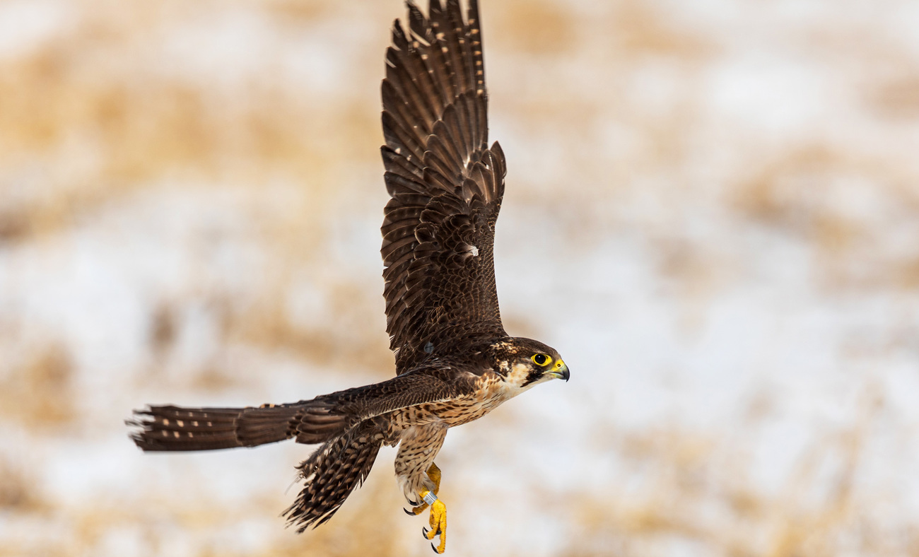 A peregrine falcon is released back to the wild near the Wild Duck Lake Wetland Nature Reserve in northwest Yanqing District, Beijing.