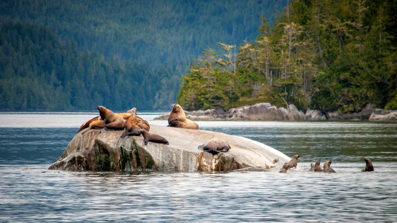 A group of steller sea lions on a rock.