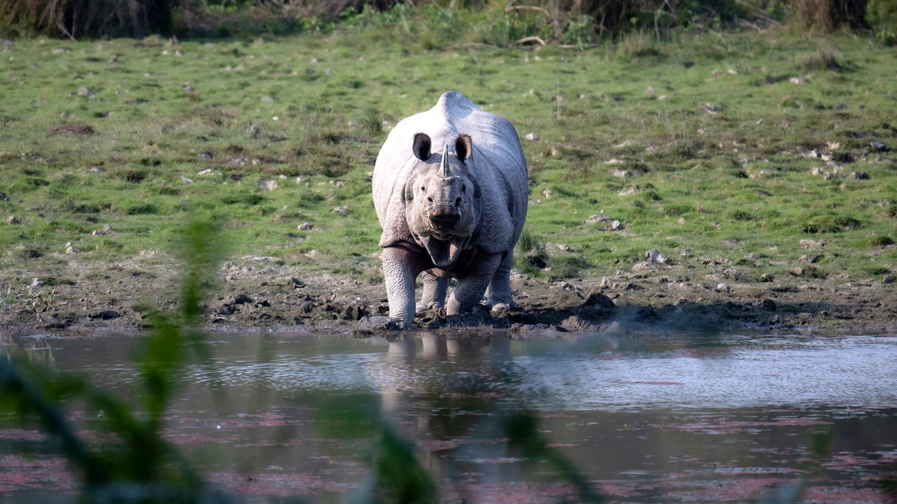 An Indian rhino by the water in Kaziranga National Park.