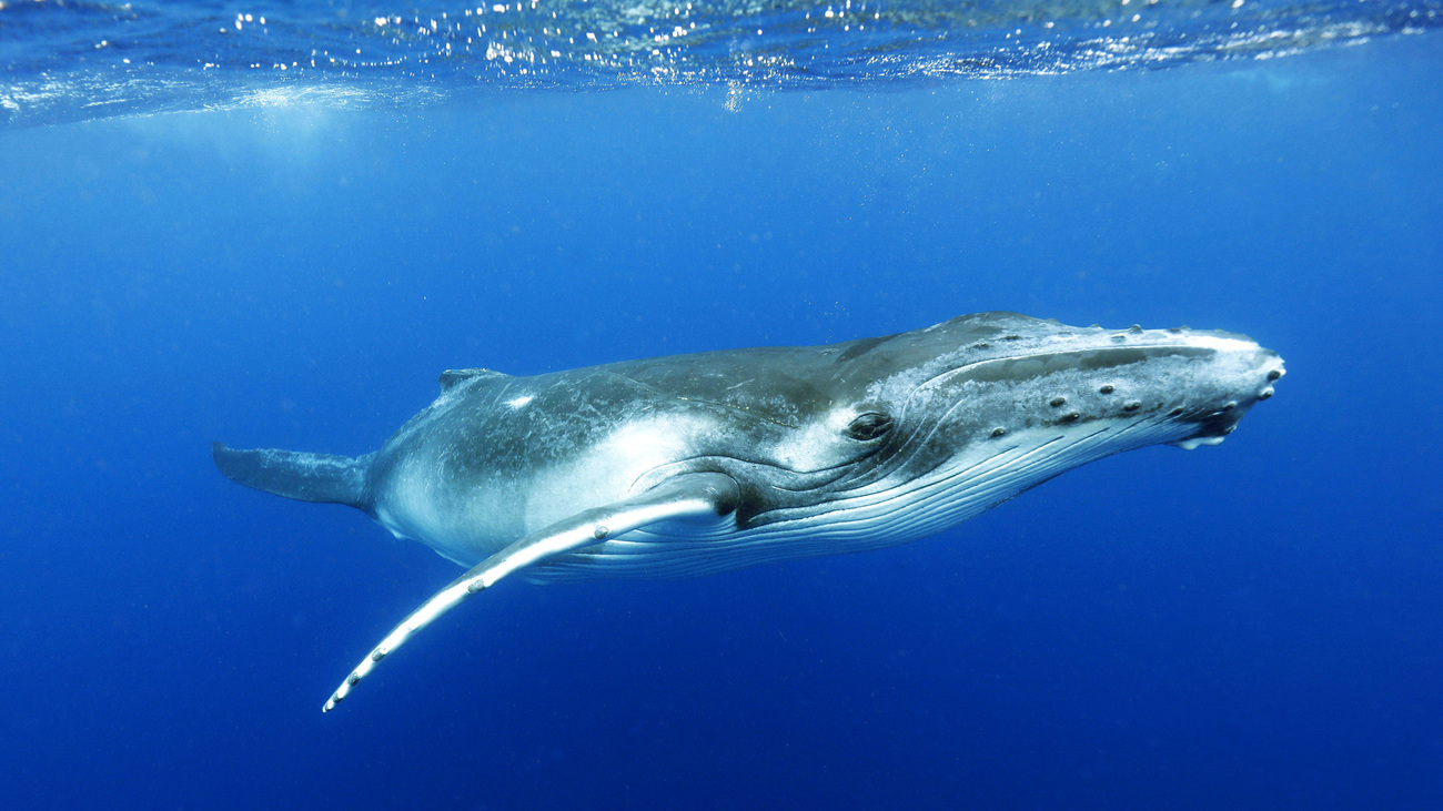 Humpback whale swimming in the ocean.