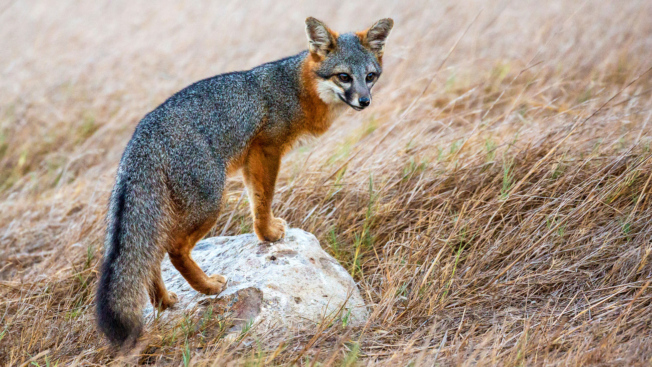 An island fox on Santa Rosa Island in Channel Islands National Park, California.