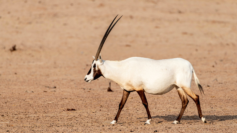 An Arabian oryx walking through the desert of Dubai, United Arab Emirates.