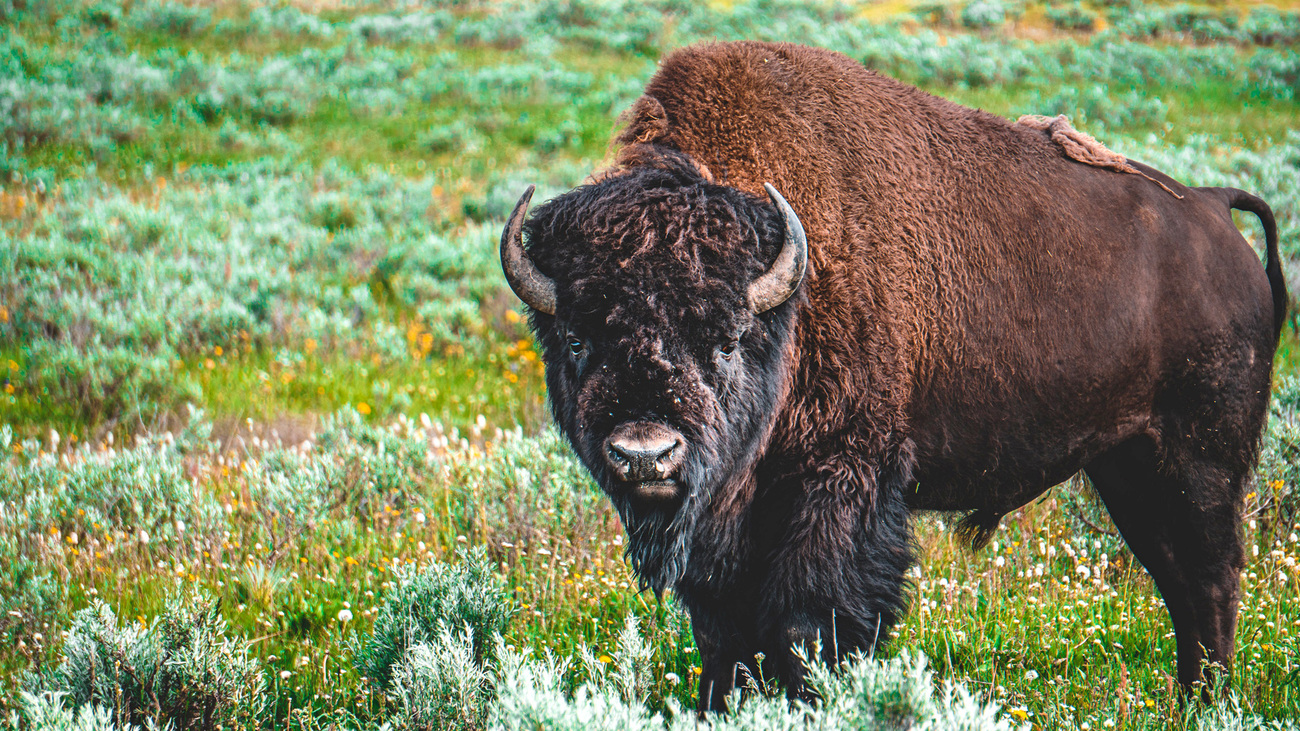 Ein Bison steht auf einem grünen Gebiet und blickt aus der Ferne in Richtung Kamera.