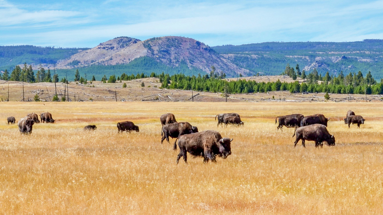 A herd of bison grazing in Yellowstone National Park.