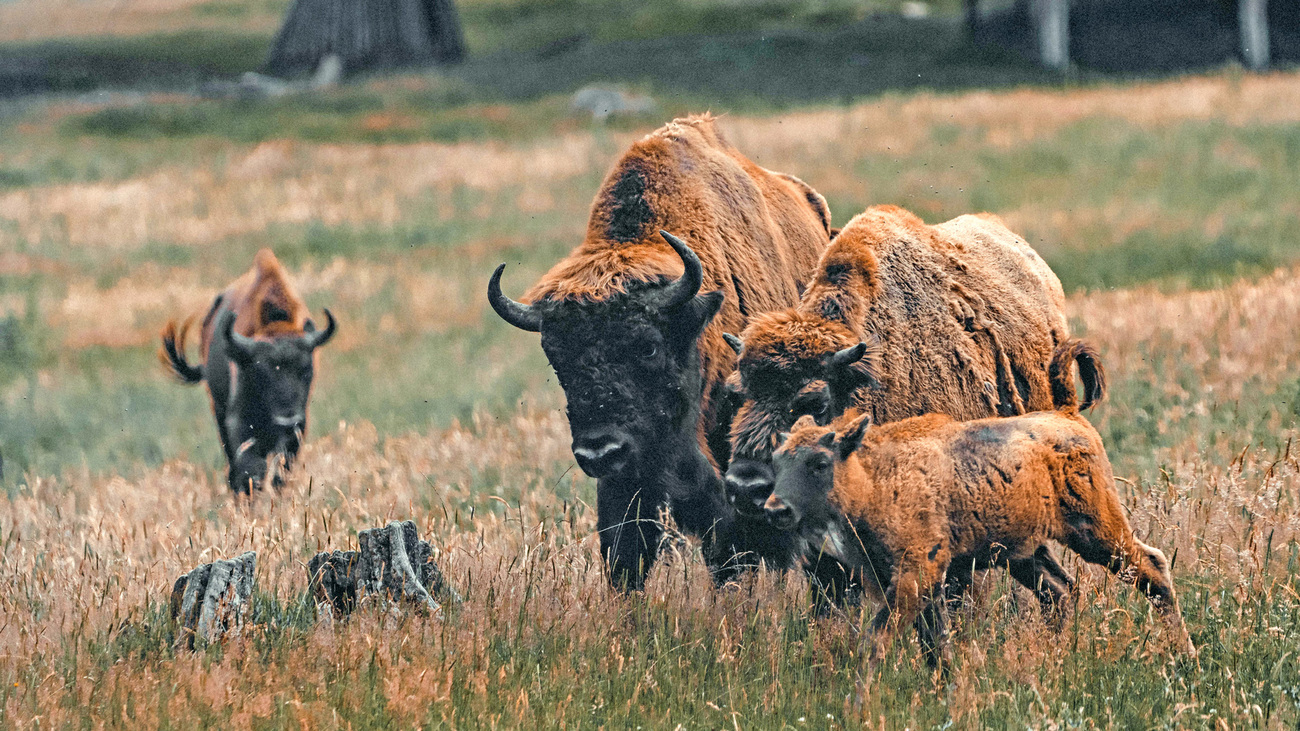 A family of bison.