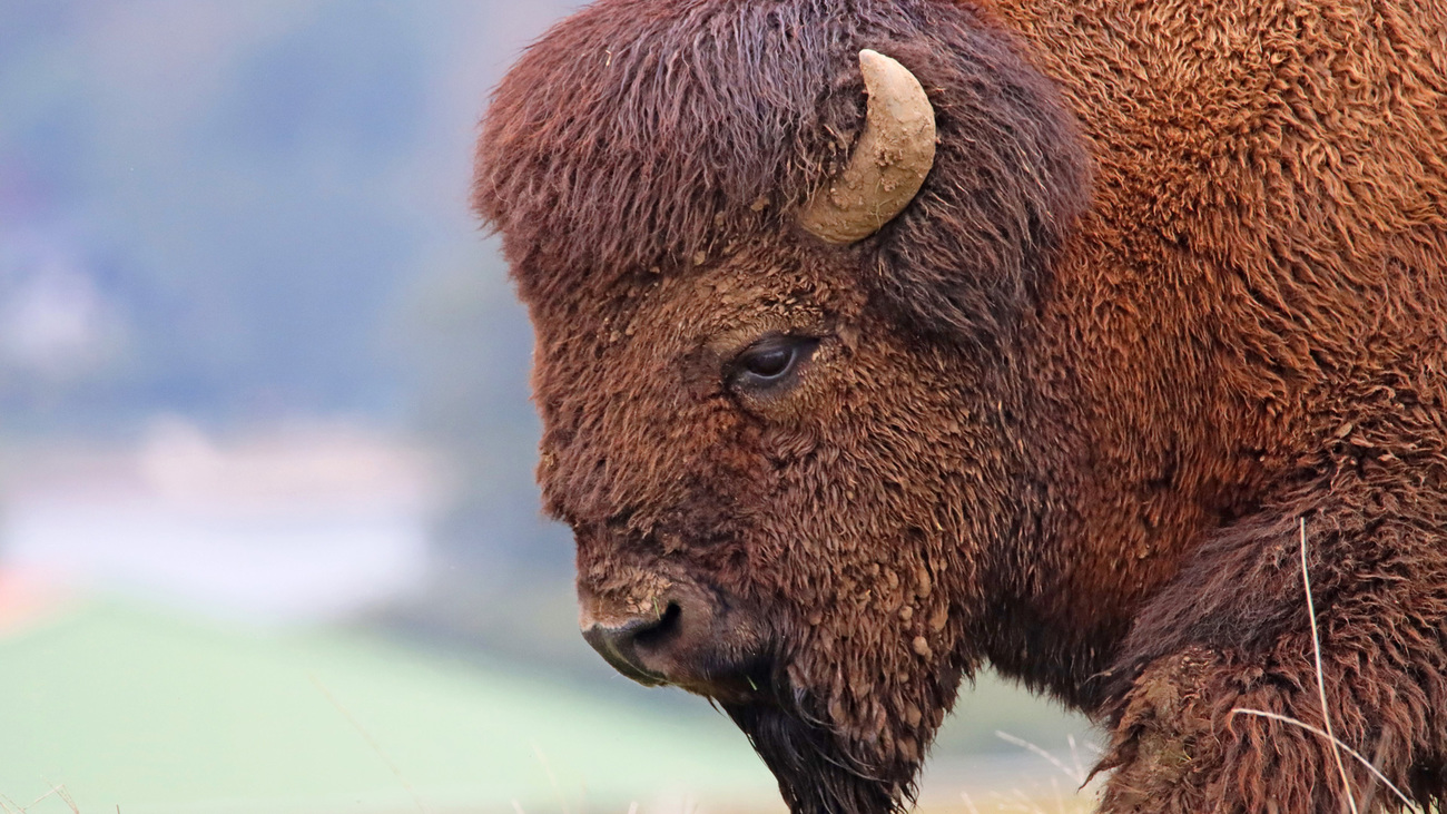 Close-up of a bison.