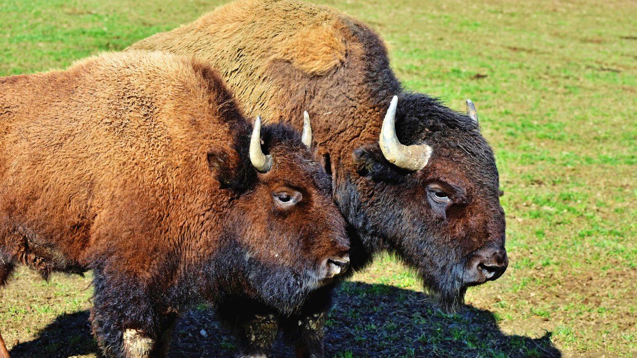 A pair of bison standing together in a field.