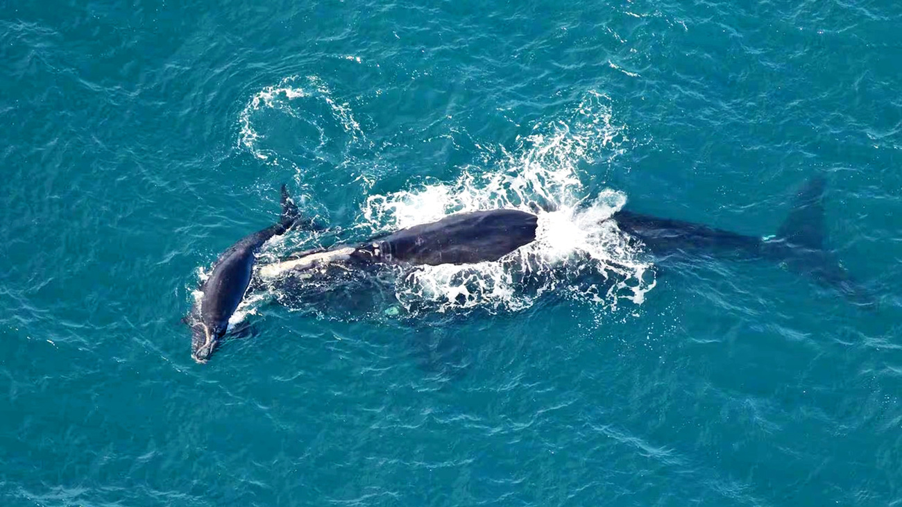 North Atlantic right whale Braces (Catalog #3320) was sighted with a newborn calf, the fifth calf of the season, on December 23, 2023, off Nassau Sound in Florida.