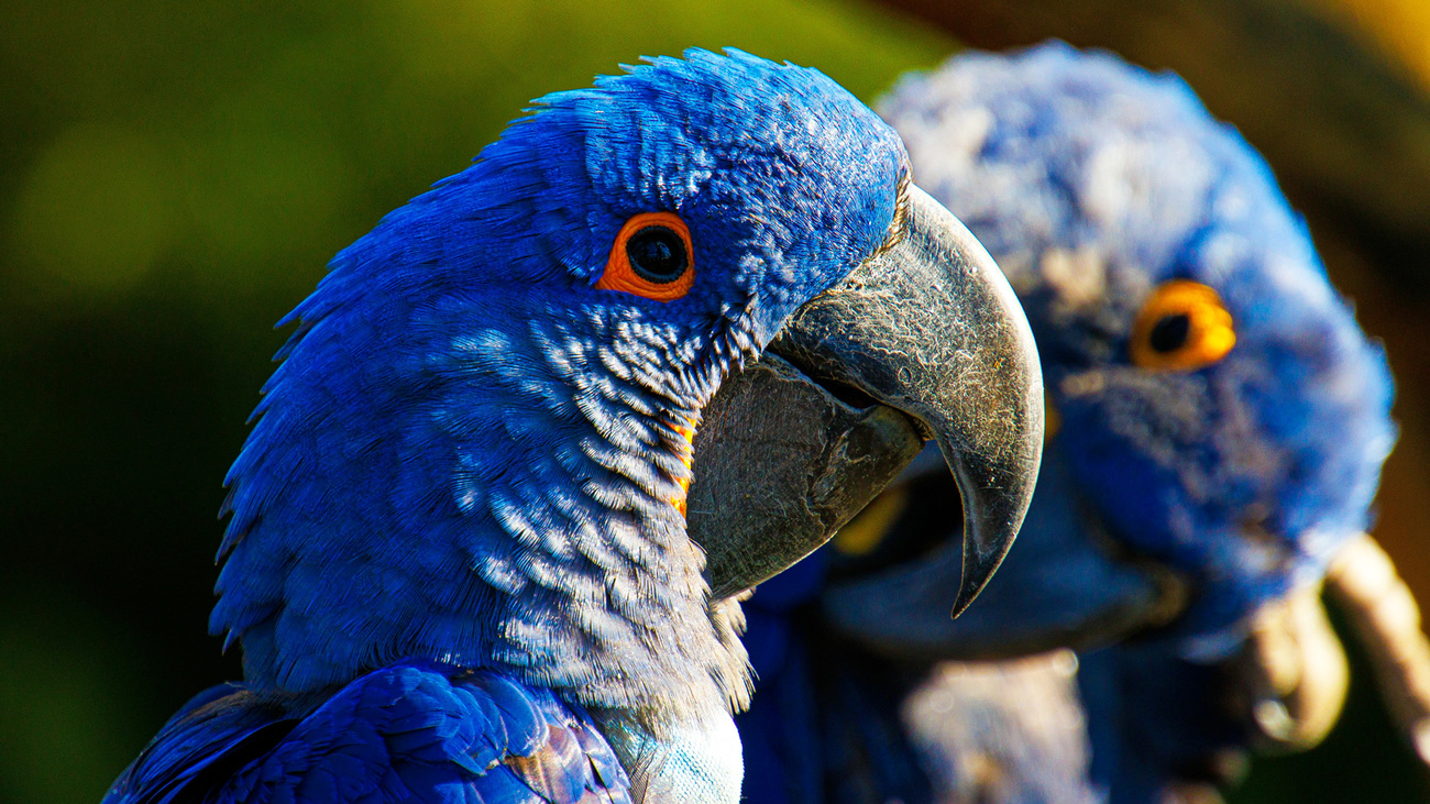 Een paar blauwgrijze ara's in de zon.