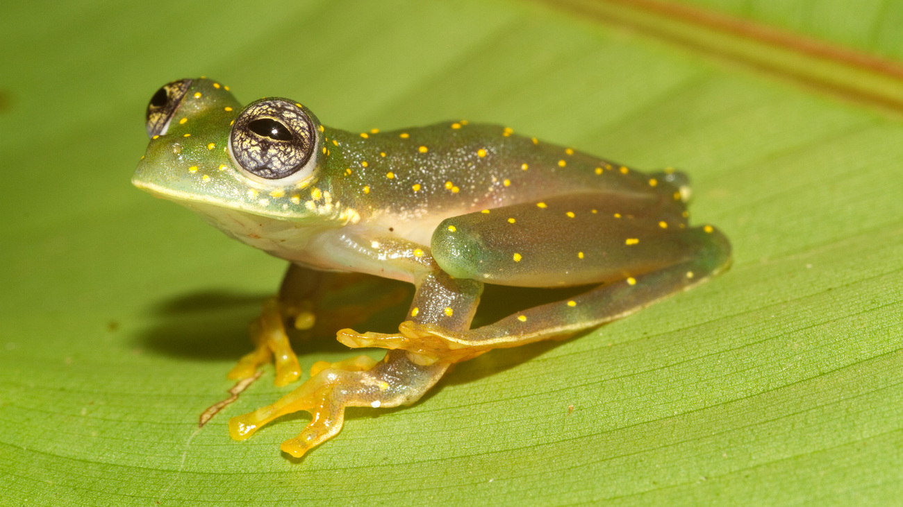 White spotted Cochran glass frog (Sachatamia albomaculata) on leaf.